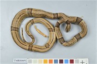 藏品(紅竹蛇)的圖片